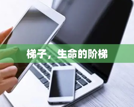 梯子，生命的阶梯
